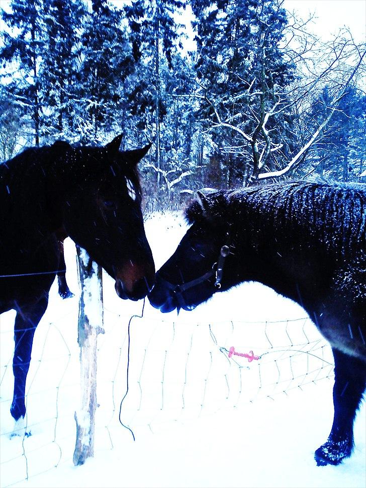 Islænder Hind <3 - Et kys til dig fra mig! <3 billede 16