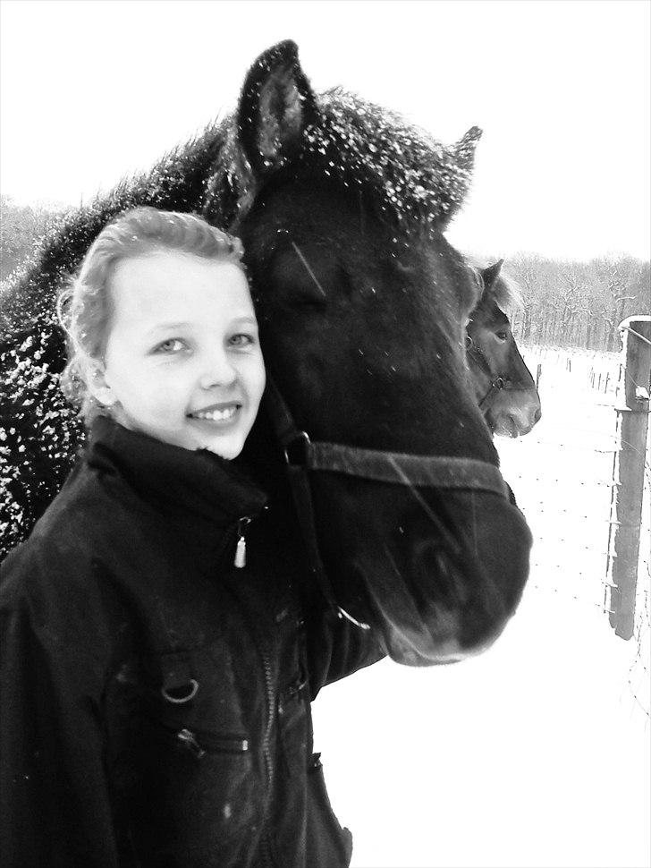 Islænder Hind <3 billede 17