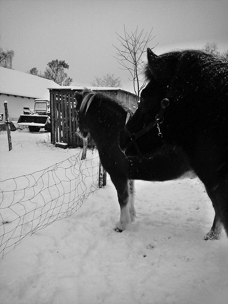 Islænder Hind <3 billede 18