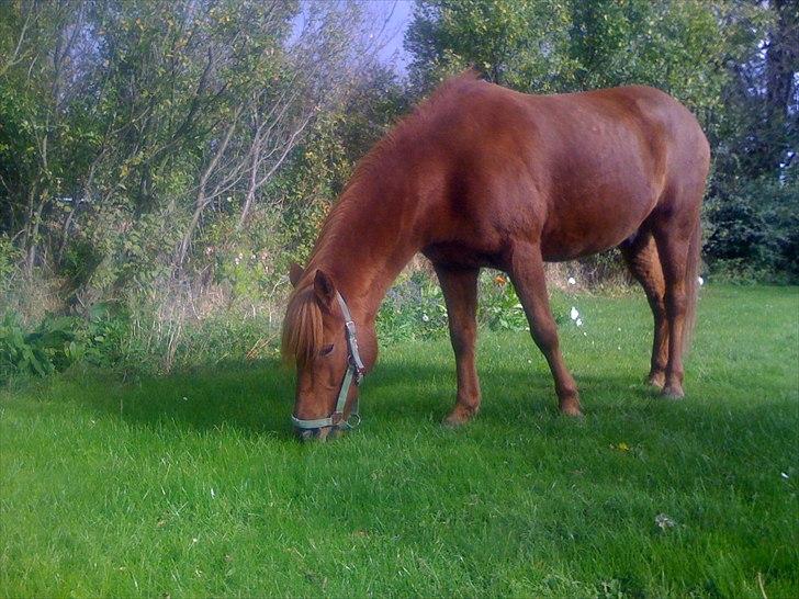 Islænder Toke |I Miss You| - I min have. - Fotograf Ulla Skov. billede 15