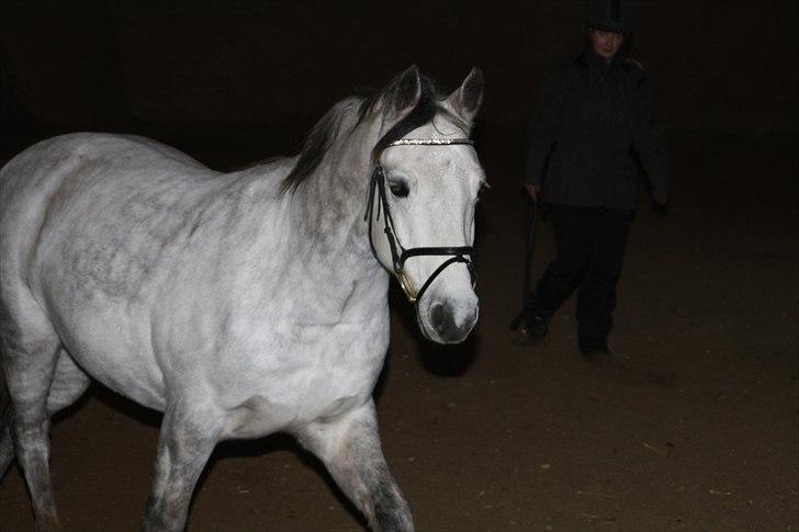 Connemara Hedegårdens Peter Pan billede 9