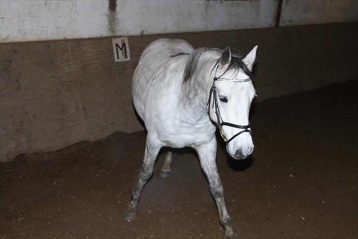 Connemara Hedegårdens Peter Pan billede 10