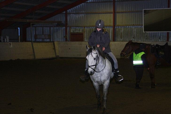 Connemara Hedegårdens Peter Pan billede 12