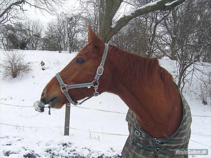 Dansk Varmblod No rain to day Frede - Frede der fandt en isklump og begynde lege med den :) billede 18