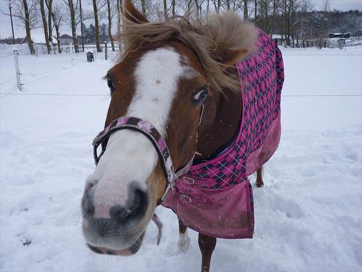 Welsh Pony (sec B) Turfhorst Pleasure<3! R.I.P min bedste ven!<3 - Billede 19: Pleasure ude i sneen, du er og bliver altid lidt fjollet lille ponze;)<3
.- Man kan ikke andet end at elsker dig!<3
 billede 19