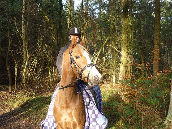 Welsh Pony (sec B) Turfhorst Pleasure<3! R.I.P min bedste ven!<3 - Billede 20: Tak fordi i kiggede på billederne;), håber i vil lægge en kommentar og give en bedømmelse;)<3 (Vinter 2010) ;)<3!
Hvis du var vand og jeg var en and, ville jeg aldrig svømme i land<3<3 billede 20