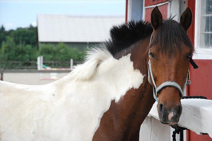 Pinto Munkeborgs Cloudy B-pony billede 9