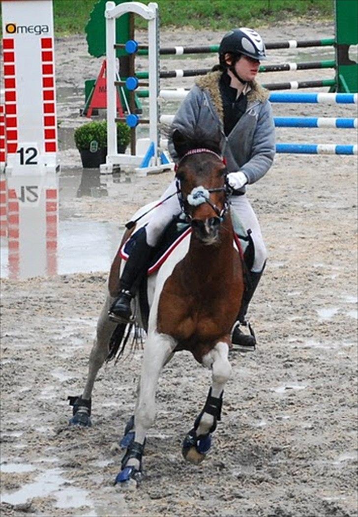 Pinto Munkeborgs Cloudy B-pony - LA billede 12