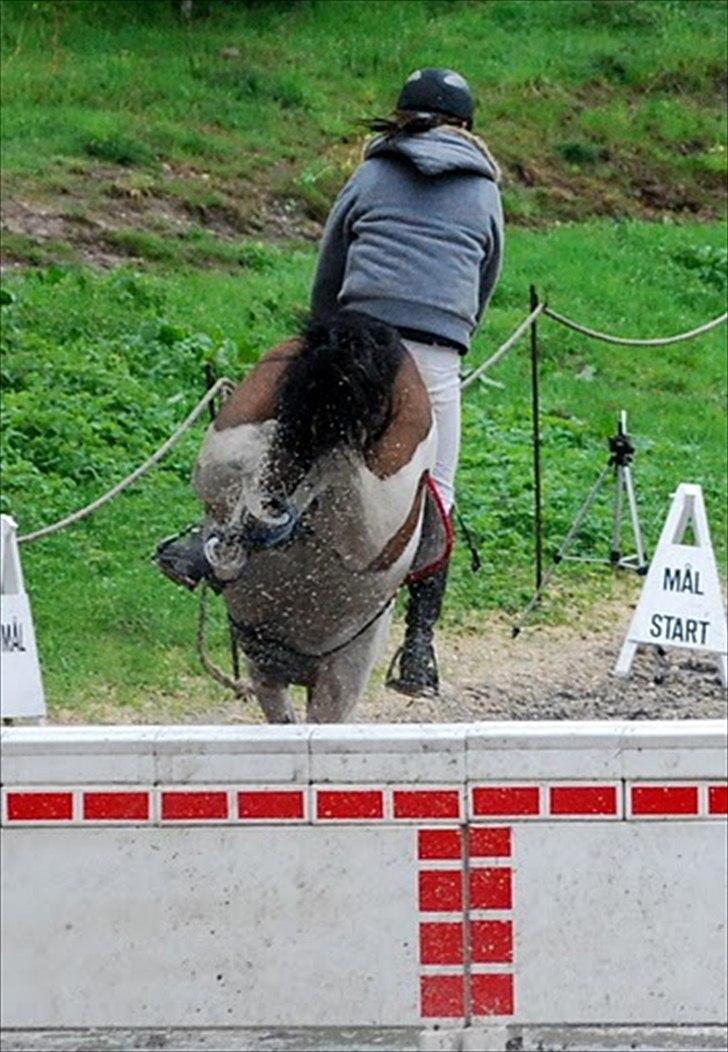Pinto Munkeborgs Cloudy B-pony - første LA1* på c-plan - 0 fejl - 2plads! stjeeeerne <3<3 billede 13