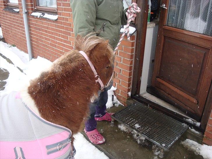 Shetlænder Thorsvang´s Tut - kom så tut 

Foto. Mig billede 10