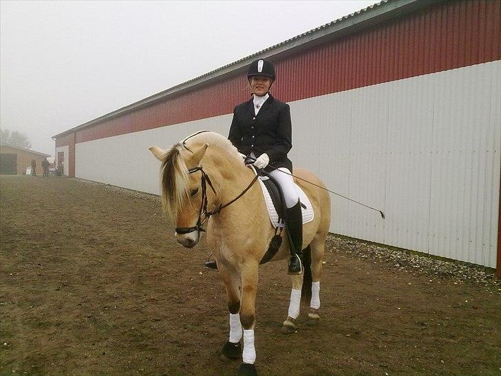 Fjordhest Kvornings Tanja* *SOLGT** billede 1