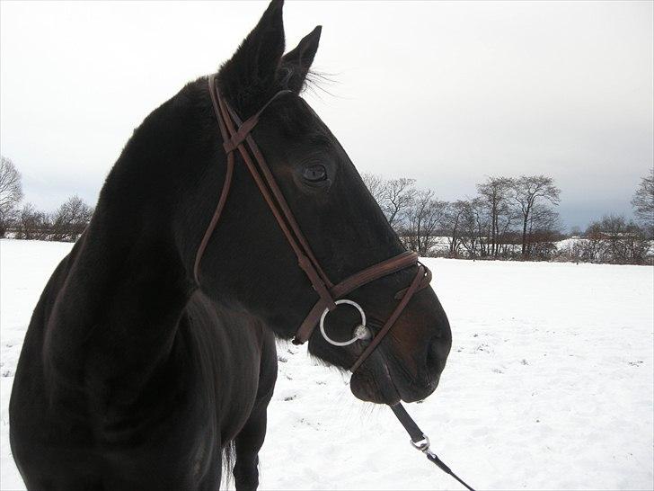 Traver Whiskey  billede 1