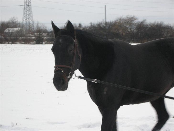 Traver Whiskey  billede 2