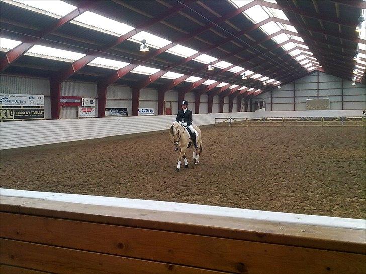 Fjordhest Kvornings Tanja* *SOLGT** billede 12