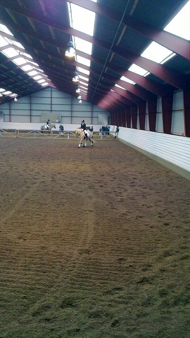 Fjordhest Kvornings Tanja* *SOLGT** billede 13