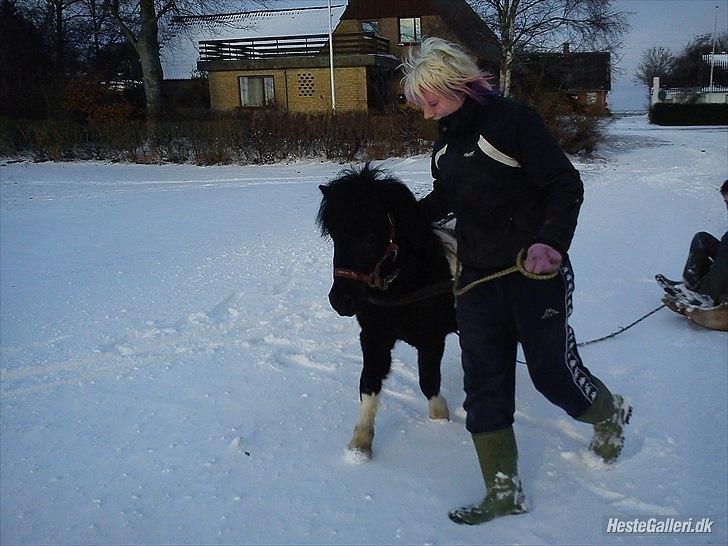 Anden særlig race Zarra`s Tordenbrag  billede 10