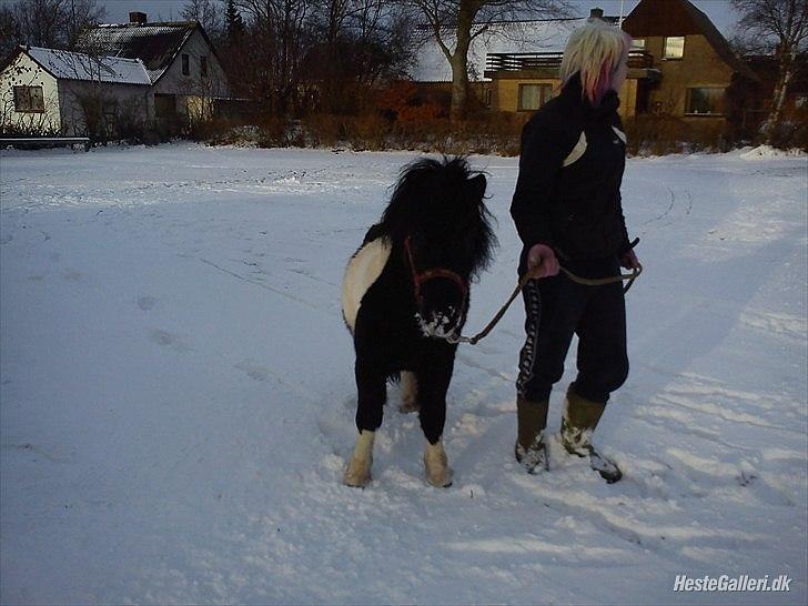 Anden særlig race Zarra`s Tordenbrag  billede 12