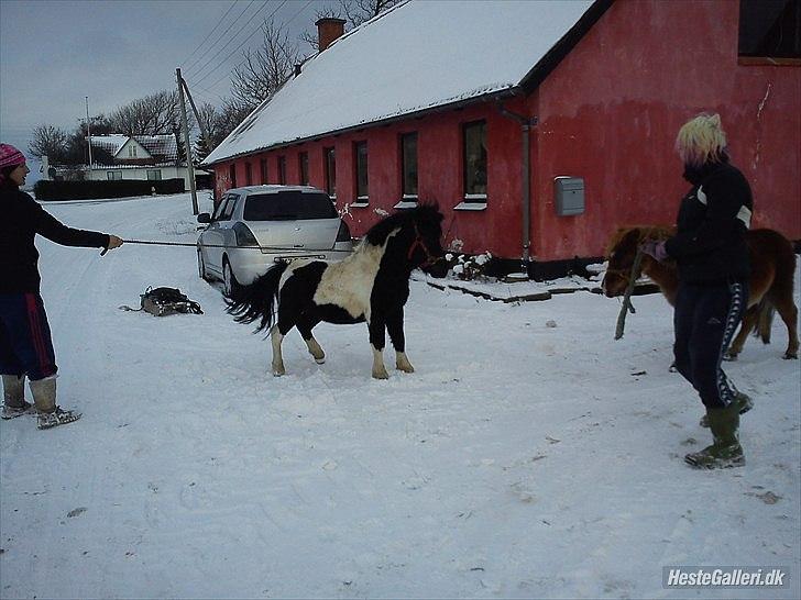 Anden særlig race Zarra`s Tordenbrag  billede 13