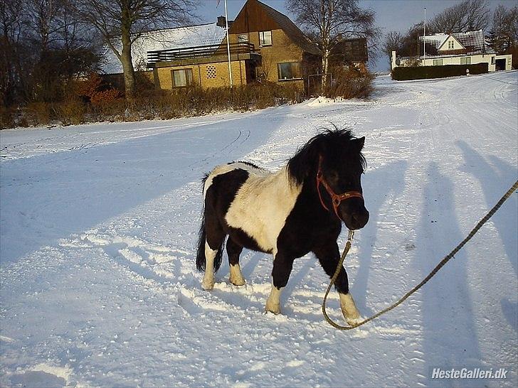 Anden særlig race Zarra`s Tordenbrag  billede 14