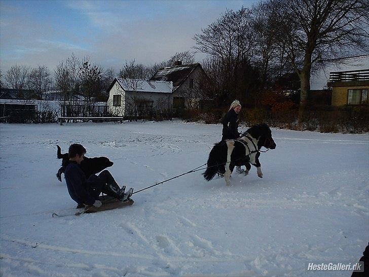 Anden særlig race Zarra`s Tordenbrag  billede 15