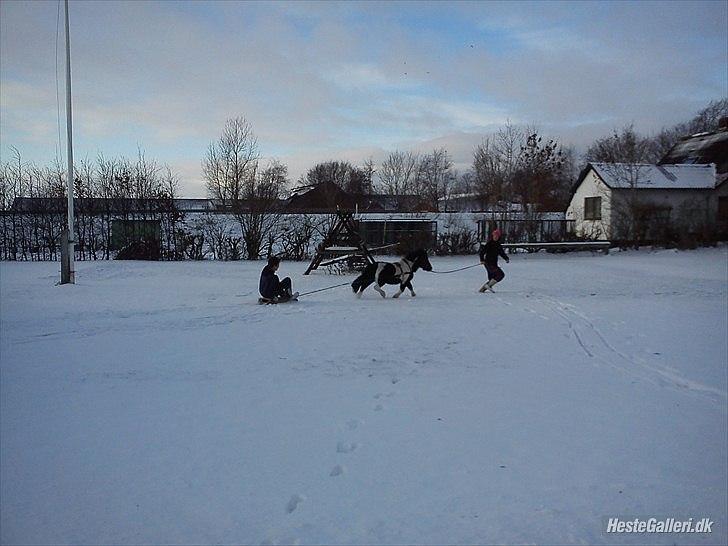 Anden særlig race Zarra`s Tordenbrag  billede 16