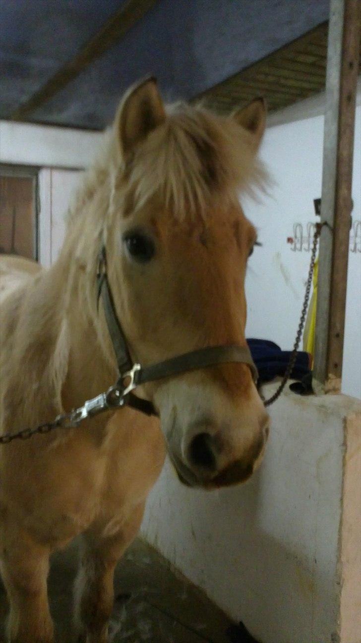 Fjordhest Ceres Mørk. (GL. part) billede 1