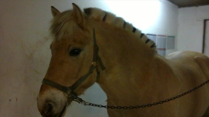 Fjordhest Ceres Mørk. (GL. part) billede 2