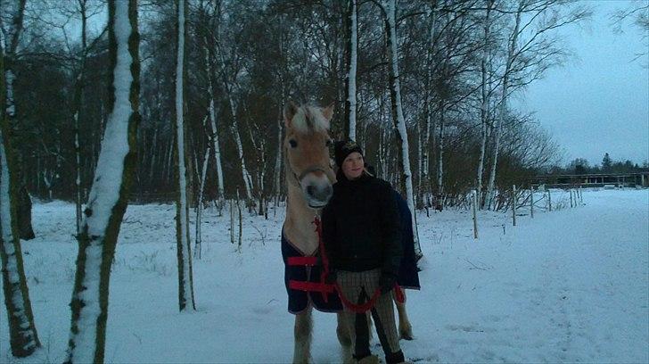 Fjordhest Ceres Mørk. (GL. part) billede 3