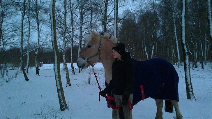 Fjordhest Ceres Mørk. (GL. part) billede 4