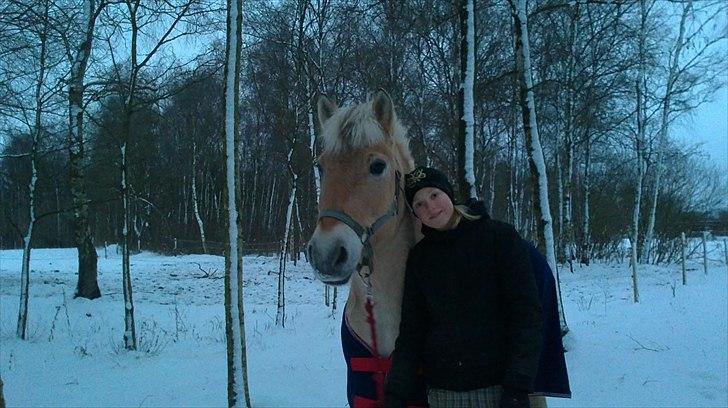 Fjordhest Ceres Mørk. (GL. part) billede 5