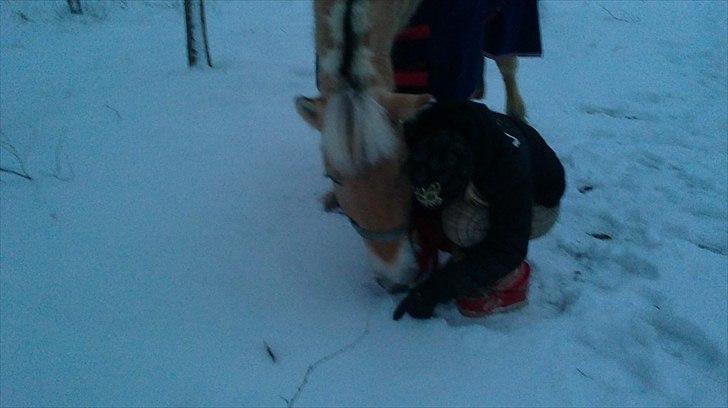 Fjordhest Ceres Mørk. (GL. part) billede 6