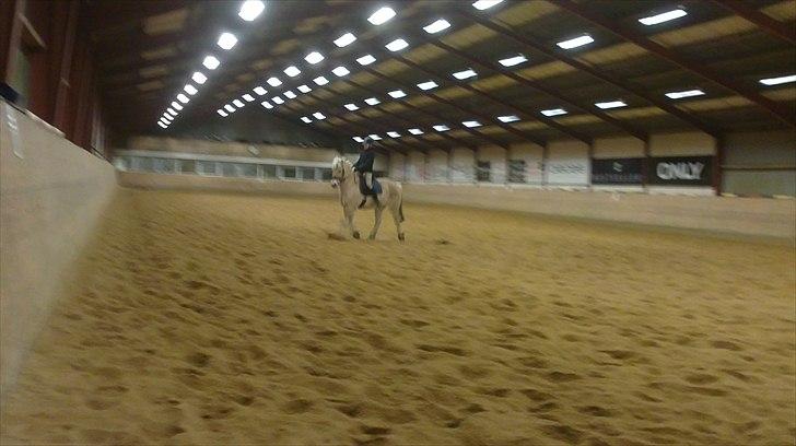 Fjordhest Ceres Mørk. (GL. part) billede 7