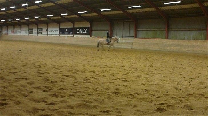 Fjordhest Ceres Mørk. (GL. part) billede 8