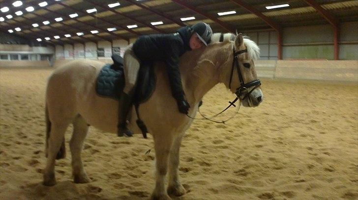 Fjordhest Ceres Mørk. (GL. part) billede 9