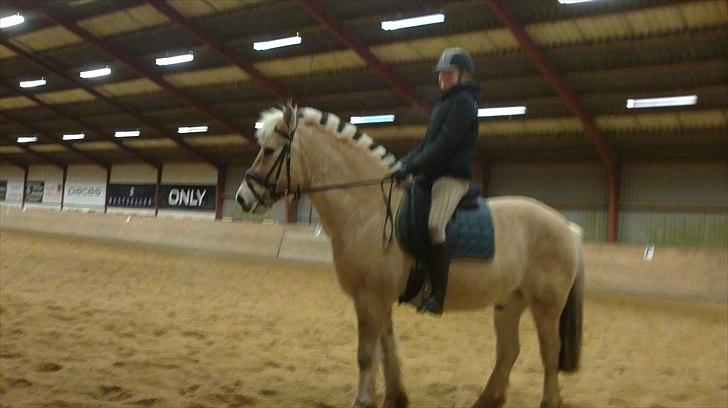 Fjordhest Ceres Mørk. (GL. part) billede 10