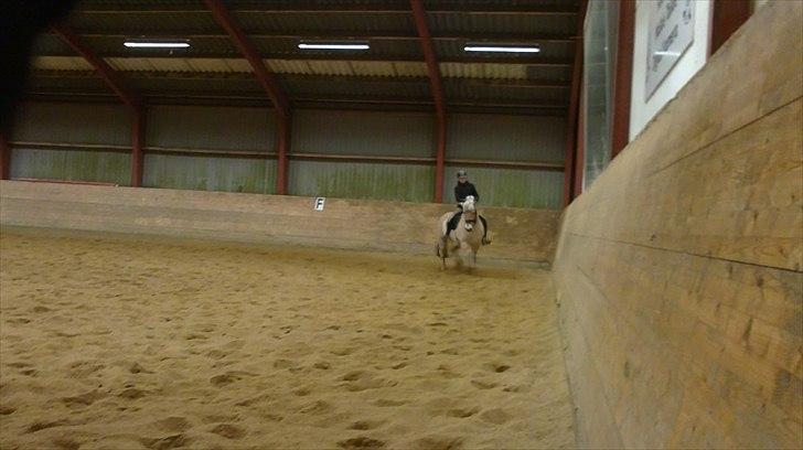 Fjordhest Ceres Mørk. (GL. part) billede 11