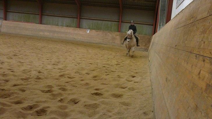 Fjordhest Ceres Mørk. (GL. part) billede 12