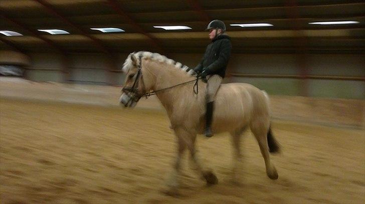 Fjordhest Ceres Mørk. (GL. part) billede 13