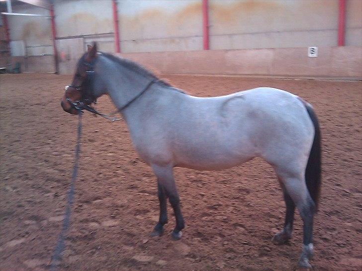 Anden særlig race Anna-Bella (solgt) billede 1