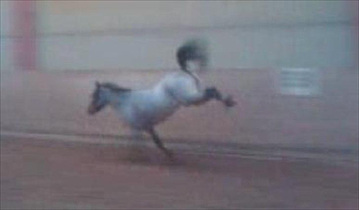 Anden særlig race Anna-Bella (solgt) billede 2