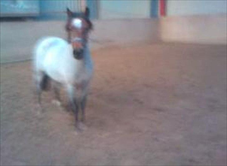 Anden særlig race Anna-Bella (solgt) billede 3