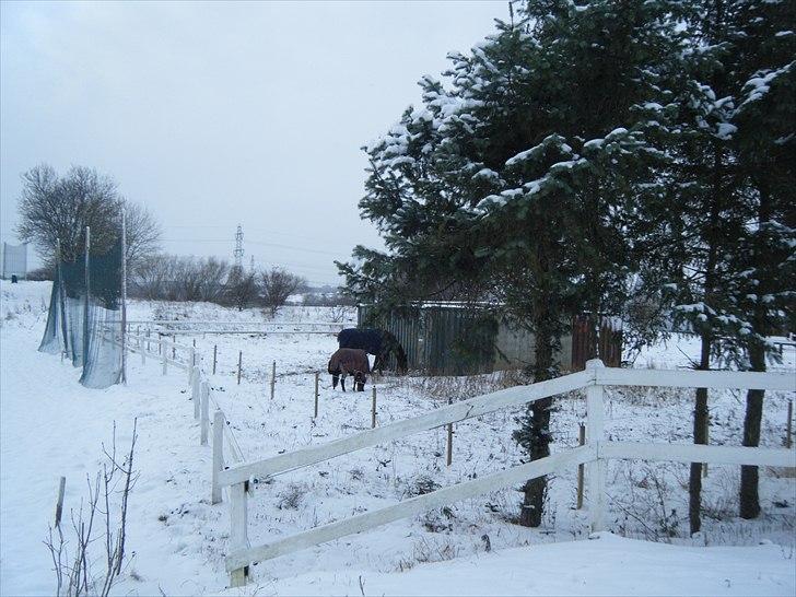 Anden særlig race Anna-Bella (solgt) billede 4