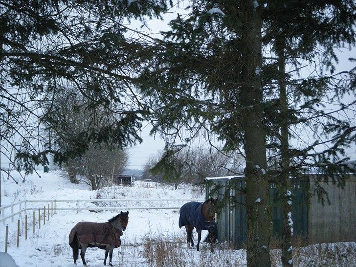 Anden særlig race Anna-Bella (solgt) billede 5