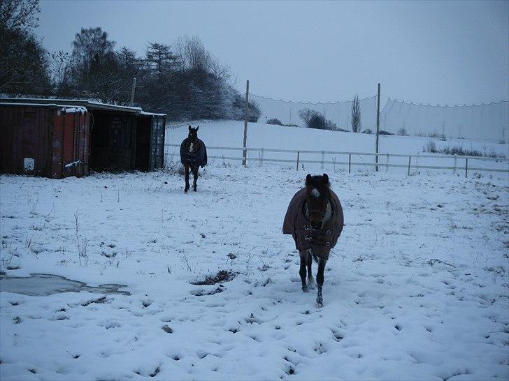 Anden særlig race Anna-Bella (solgt) billede 6