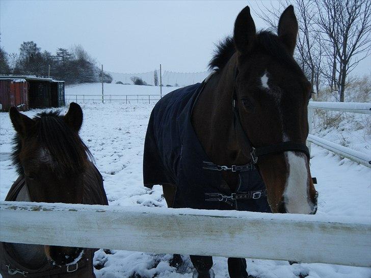 Anden særlig race Anna-Bella (solgt) billede 7