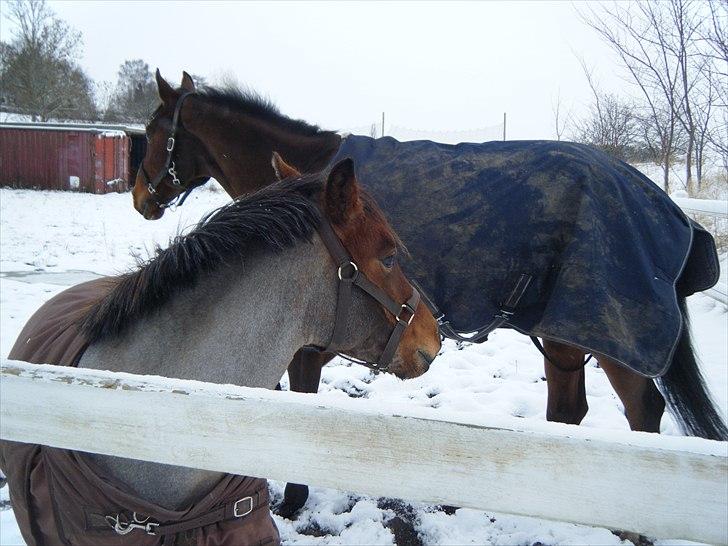 Anden særlig race Anna-Bella (solgt) billede 8