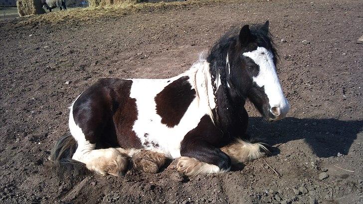 Irish Cob Dipsy - Jeg følger med dig, hvis du har brug for en hånd i mørket ;*. billede 19