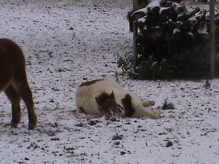 Anden særlig race Shy Boy Remix *SOLGT* - "haha jeg kan bare ligge og se dum ud :) " boy har ikke helt fundet ud af hvad han skal gøre når han har rullet sig :P billede 11