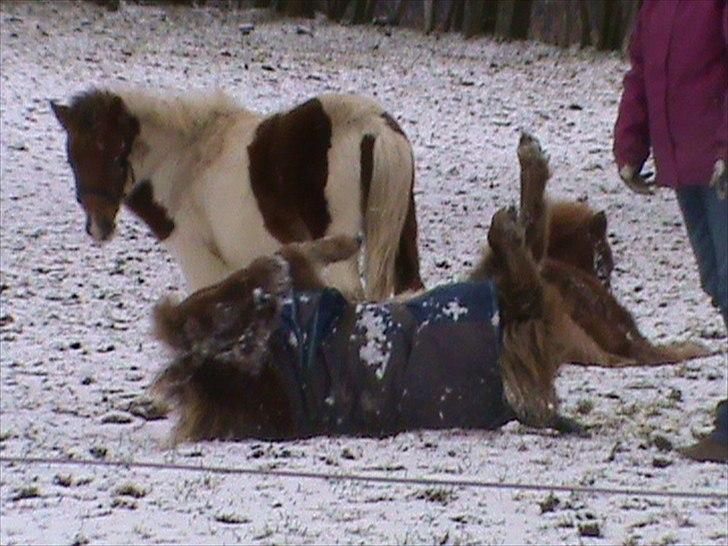 Anden særlig race Shy Boy Remix *SOLGT* - "ej hvad laver du nu Bailey? hvordan gør man det? " boy ser dumt på bailey billede 12