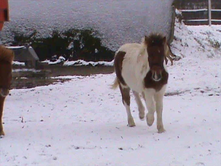 Anden særlig race Shy Boy Remix *SOLGT* - " se på mig :P jeg kan løbe i sneen " haha billede 13